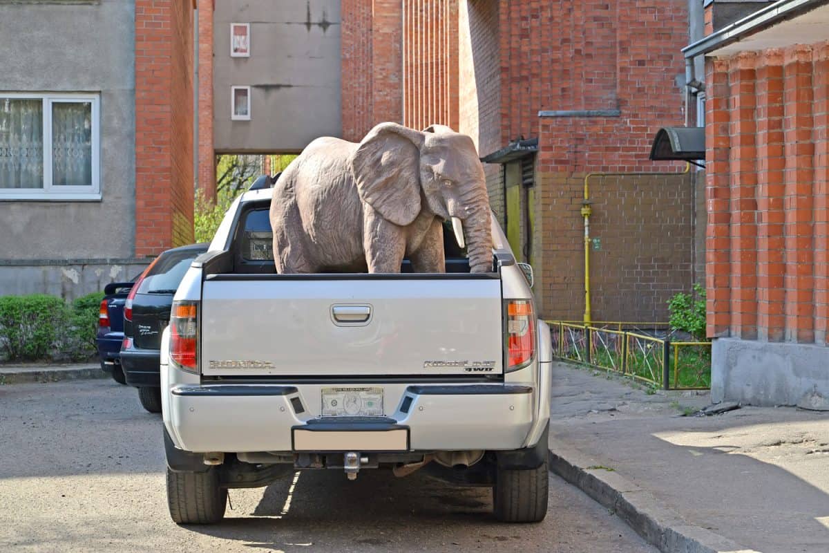 Park elephant sculpture stands in the body of a Honda Ridgeline car